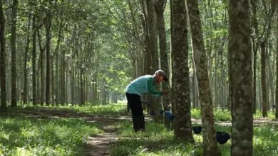 Pemerintah Provinsi Kalimantan Timur (Kaltim) kembali menunjukkan komitmennya dalam mempercepat hilirisasi komoditas unggulan daerah