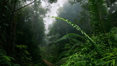 Bentang Alam Wehea-Kelay yang telah ditetapkan sebagai Kawasan Ekosistem Esensial menjadi habitat penting orang utan Kalimantan